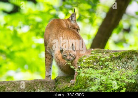 Lince eurasiatica (lince lince) madre con i suoi giovani (cuccioli) in una foresta, Baviera, Germania, Europa Foto Stock