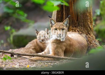 Lince eurasiatica (lince lince) madre con i suoi giovani (cuccioli) in una foresta, Baviera, Germania, Europa Foto Stock
