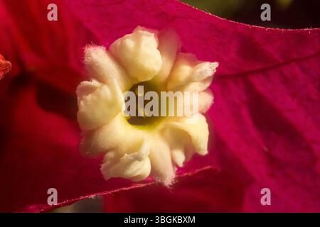 Piante da vicino ai dettagli, Amatlán, Morelos, Messico Foto Stock