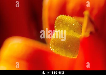 Piante da vicino ai dettagli, Amatlán, Morelos, Messico Foto Stock