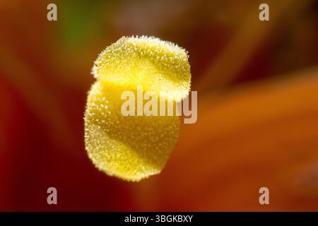 Piante da vicino ai dettagli, Amatlán, Morelos, Messico Foto Stock