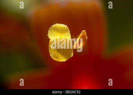 Piante da vicino ai dettagli, Amatlán, Morelos, Messico Foto Stock
