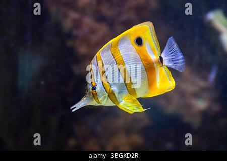 Pesci farfalla Copperband (Chelmon rostratus) che nuotano sott'acqua, in cattività, Germania, Europa Foto Stock
