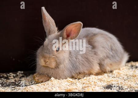 Coniglio domestico (Oryctolagus cuniculus forma domestica) sul terreno, Baviera, Germania, Europa Foto Stock