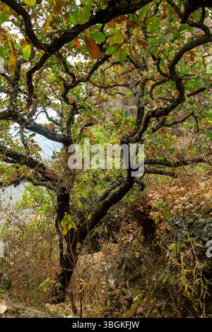 Processi a Amatlán. Morelos, Messico Foto Stock