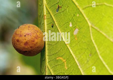 Piante da vicino ai dettagli, Amatlán, Morelos, Messico Foto Stock