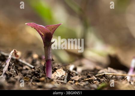 Piante da vicino ai dettagli, Amatlán, Morelos, Messico Foto Stock