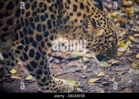 Panthera pardus tulliana, chiamato anche leopardo persiano, leopardo anatolico e leopardo caucasico Foto Stock