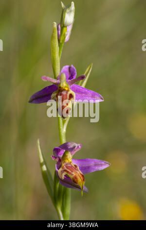 WASP Orchid - Ophrys apifera var. trollii Foto Stock