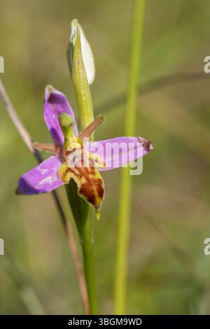 WASP Orchid - Ophrys apifera var. trollii Foto Stock