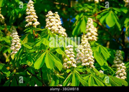 Castagno di cavallo fiorito, Aesculus hippocastanum Foto Stock