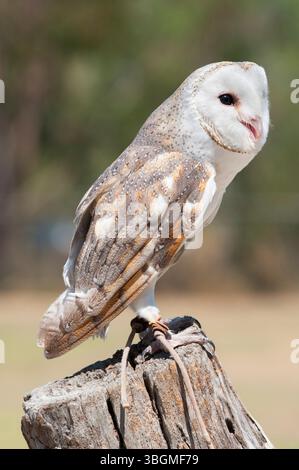 Il barbagianni (Tyto alba), Lone Pine Koala Sanctuary, Brisbane, Queensland, Australia Foto Stock