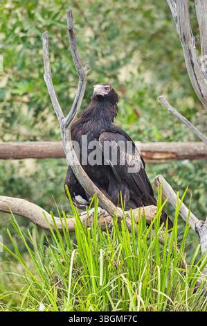 Aquila cuneiforme (Aquila audax), Brisbane, Queensland, Australia Foto Stock