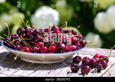 Piatto di frutta con ciliegie dolci su un tavolo di legno nel giardino di fronte alle ortensie in fiore Foto Stock