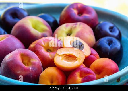 Recipiente in ceramica con frutta a nocciolo, pesche, nettarine, albicocche, prugne Foto Stock