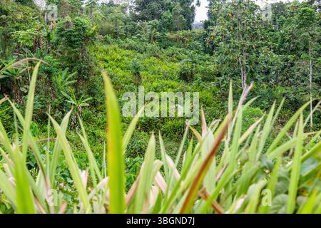 Erba di Napier, Pennisetum purpureum, sull'isola di Principe in Africa occidentale Foto Stock