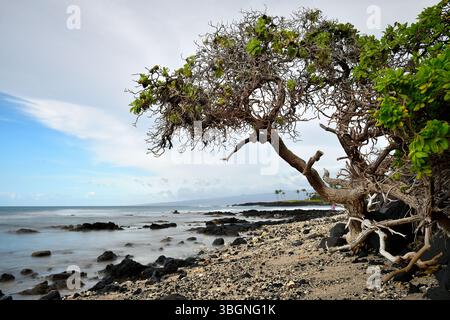 Waikoloa sulla Big Island alle Hawaii Foto Stock