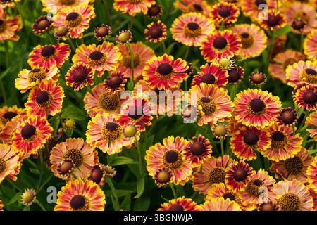 Arancio giallo rosso brillante helenium starnuti fiori che crescono in giardino, dettaglio ravvicinato Foto Stock