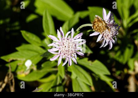 Scabiosa atropurpurea (o Sixalix atropurpurea), la mourningbride, la vedova in lutto, il fiore a guanciale o lo scabious dolce, è una pianta ornamentale. Foto Stock