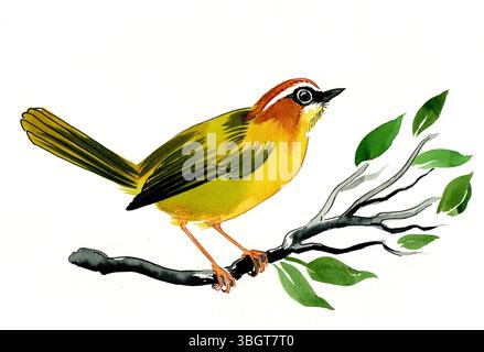 Uccello su un ramo d'albero. Illustrazione ad acquerello disegnata a mano Foto Stock