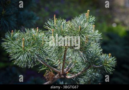 Primo piano del ramo di Pinus parviflora Negishi con densi aghi bluastri. Elegante pino nano ideale per il design del giardino, il bonsai o il backgrou con texture naturale Foto Stock