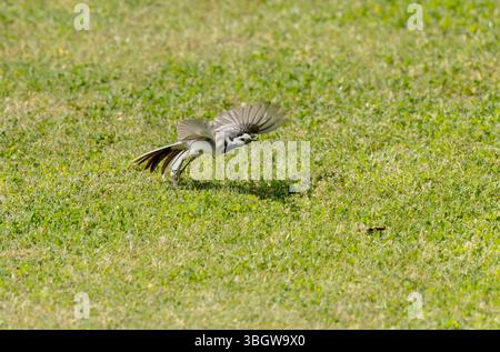 Motacilla alba dalla coda grigia, vista ravvicinata in Francia Foto Stock