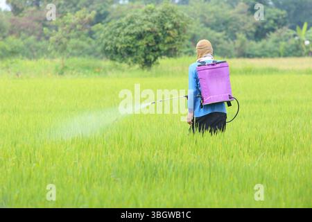 L'agricoltore applica pesticidi utilizzando un'irroratrice a zaino in un rigoglioso campo di riso verde, evidenziando il legame tra agricoltura e natura. Foto Stock