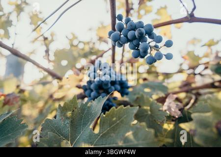 Primo piano di uva blu appesa a una vite Foto Stock