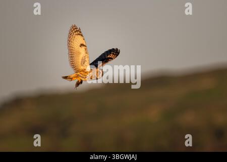 Gufo dalle orecchie corte con prede che volano sopra le praterie sull'isola di Mull, nelle Ebridi interne in Scozia Foto Stock