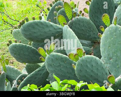 Cactus di Opuntia con giovani germogli. Sfondo verde per la progettazione. Piante esotiche. Foto Stock