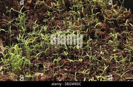 Giovani piantine di fiori in vaso nel patio del cortile. Natura e giardinaggio. Foto Stock