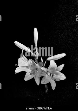 Madonna Lily nelle tenebre: Ritratto botanico. Tonalità monocromatiche. Foto Stock