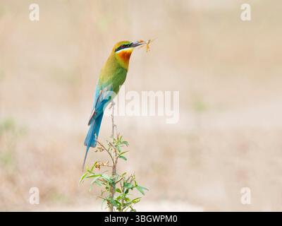 Merops philippinus, Blue Tailed Bee Eater, Thailandia del Sud BI045132 Foto Stock