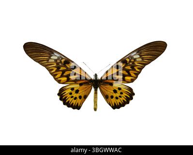Papilio antimachus (coda di rondine gigante africana) isolato su bianco Foto Stock