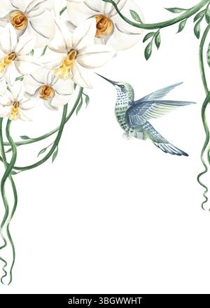 Colibrì volante e fiori di orchidea bianca con illustrazione isolata delle liane tropicali. Cornice floreale tropicale disegnata a mano di phalaenopsis. Acquerello Foto Stock