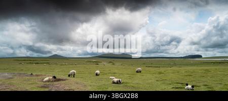 Un'immagine panoramica di pecore che pascolano sulla brughiera con Brown Willy Bronn Wennili e Roughtor sullo sfondo sulla Bodmin Moor Cornovaglia nel Regno Unito. Foto Stock