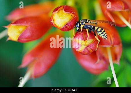Vespa di carta europea (Polistes dominula) su boccioli di fiori di tromba rosso-arancio (Campsis radicans), macro da primo piano con sfondo verde tenue. Foto Stock