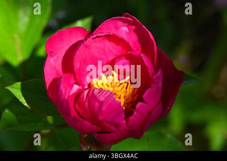 Fiori rossi/viola di peonia comune, Paeonia Officinalis UK May Foto Stock
