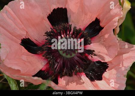 Fioritura estiva di Papaver orientale rosa di salmone, papavero orientale "Coral Reef", cottage Garden britannico maggio Foto Stock