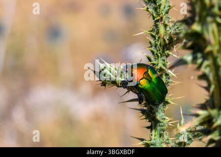 Protaetia cuprea, nota anche come chafer di rame, è una specie di chafer della famiglia Scarabaeidae. Questa specie è nota anche come il pH del chafer di rosa Foto Stock