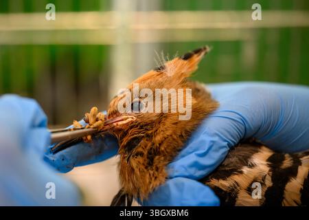 Il personale ospedaliero si prende cura e dà da mangiare a una covata di felpe eurasiatiche orfane (Upupa epops هدهد ) presso l'Israeli Wildlife Hospital, Ramat Gan, Foto Stock
