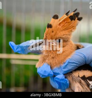 Il personale ospedaliero si prende cura e dà da mangiare a una covata di felpe eurasiatiche orfane (Upupa epops هدهد ) presso l'Israeli Wildlife Hospital, Ramat Gan, Foto Stock