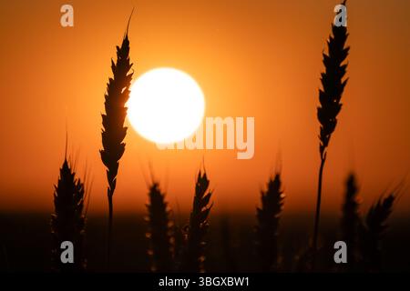 Primo piano di picchi di grano retroilluminati dal sole all'alba sul campo estivo Foto Stock