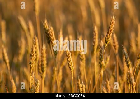 Orecchie di frumento maturo alla calda luce del mattino con sfondo morbido e sfocato del campo di grano rurale Foto Stock