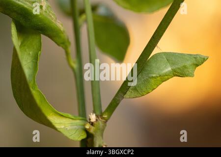 il cocoon del Papilio demoleus è una farfalla a coda di rondine comune e diffusa. La farfalla è anche nota come farfalla di lime, farfalla di limone, l Foto Stock
