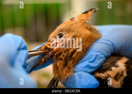 Il personale ospedaliero si prende cura e dà da mangiare a una covata di felpe eurasiatiche orfane (Upupa epops هدهد ) presso l'Israeli Wildlife Hospital, Ramat Gan, Foto Stock