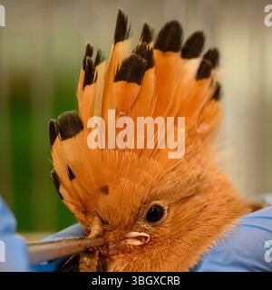 Il personale ospedaliero si prende cura e dà da mangiare a una covata di felpe eurasiatiche orfane (Upupa epops هدهد ) presso l'Israeli Wildlife Hospital, Ramat Gan, Foto Stock