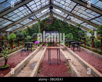 Tranquillo interno in serra con alberi di bonsai, pareti ricoperte di edera e panche rustiche circondate da lussureggiante vegetazione e luce naturale filtrata Foto Stock