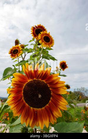 Girasole comune o Helianthus annuus contro un cielo limpido. Isolare. Foto Stock