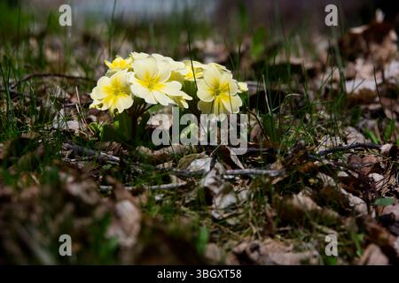 La primula (Primula vulgaris) è la specie di base di molte cultivar. Foto Stock